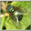 Lucilia sp - Schmeissfliege Goldfliege 09.jpg